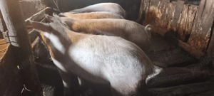 Vând scroafe Gestante  - imagine 2