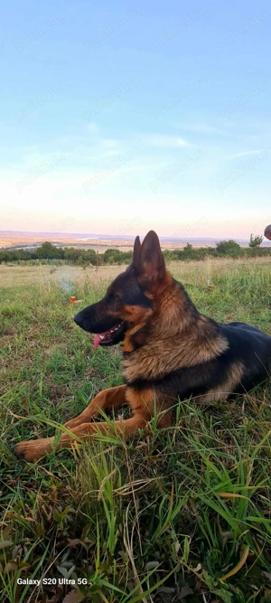 Ciobanesc german cauta prietena