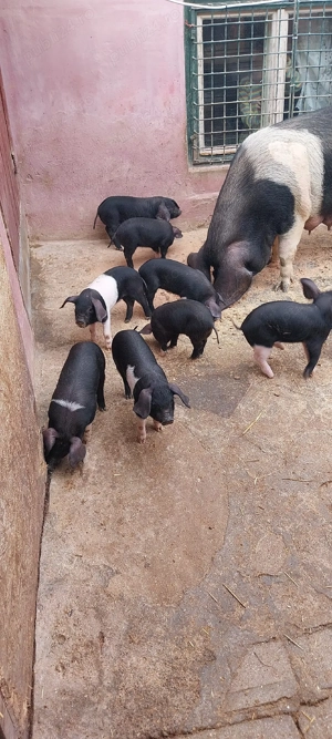 animale din goslpodarie