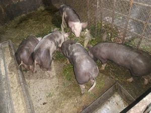 de vanzare - imagine 2