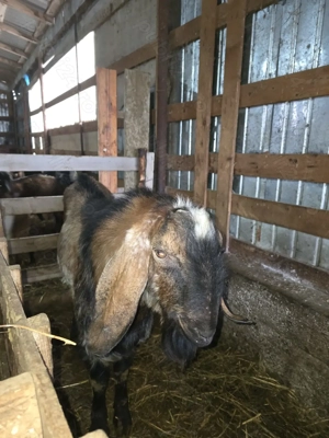 Vand sau schimb tap anglo-nubian - imagine 3