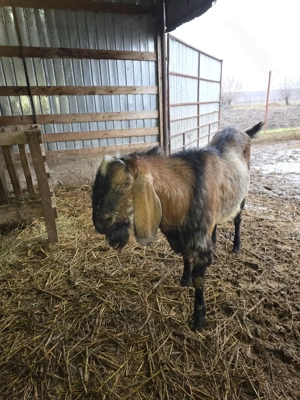 Vand sau schimb tap anglo-nubian - imagine 4