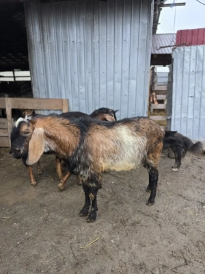 Vand sau schimb tap anglo-nubian