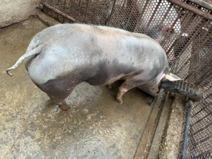 Vand porc pietrain  - imagine 2