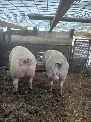 Porci de vânzare  - imagine 3