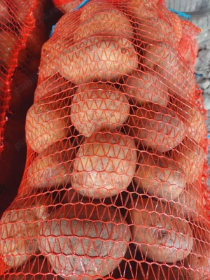 Cartofi Alb si Rosu  - imagine 2