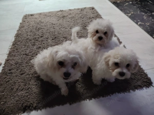 Bichoni maltese mini toy - imagine 4