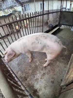 Vand Scrofiță in jur de 80 kg 