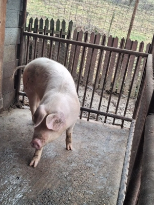 Vand Scrofiță in jur de 80 kg  - imagine 2