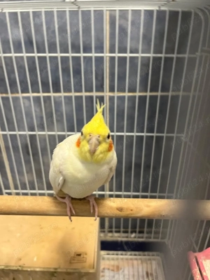 Vând papagal Nimfa - imagine 2