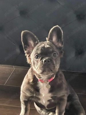 Buldog francez - imagine 2