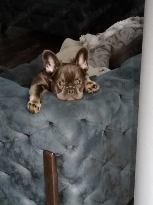 Buldog francez - imagine 4