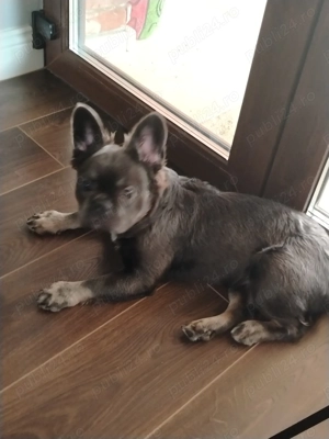 Buldog francez - imagine 3