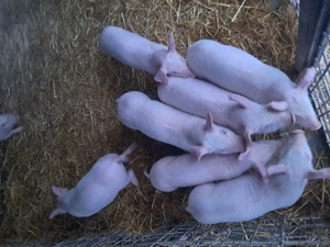 Landrace de vinzare.. - imagine 3