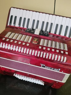 Acordeon Parrot