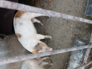 Vand porc si purcea  - imagine 2