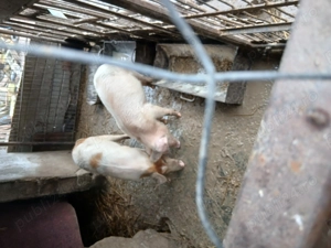 Vand porc si purcea  - imagine 3