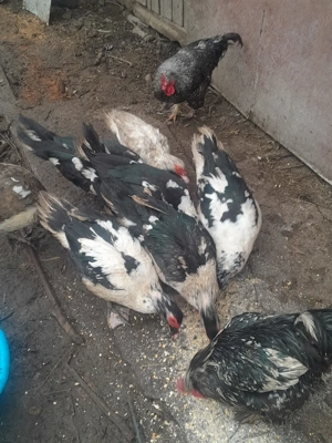 vănd rățoi muți lăsesti  hibrizi - imagine 2