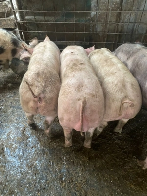 Disponibili porci 50-60 kg 700 lei - imagine 2