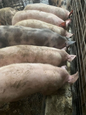 Disponibili porci 50-60 kg 700 lei - imagine 4