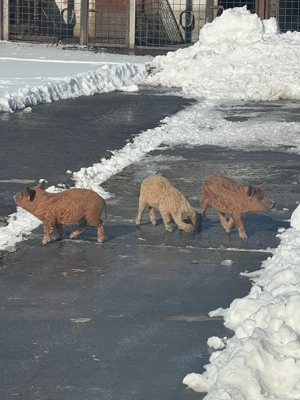 Vand purcei Mangalita! - imagine 5