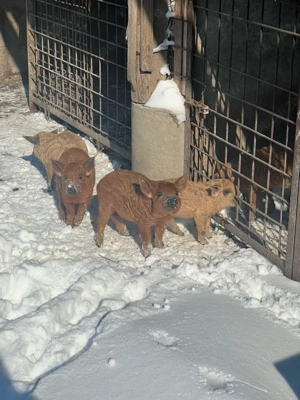 Vand purcei Mangalita! - imagine 2