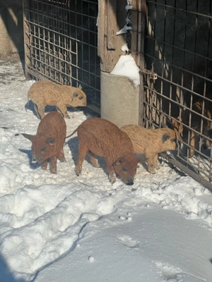 Vand purcei Mangalita! - imagine 3