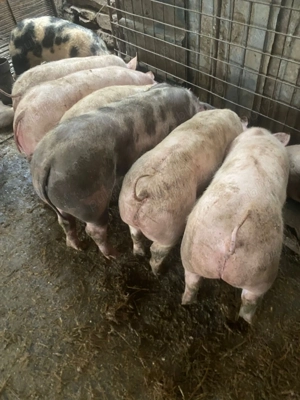 Disponibili porci 50-60 kg 700 lei