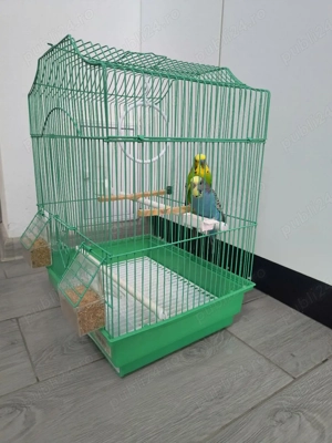 vând pereche peruși  - imagine 3