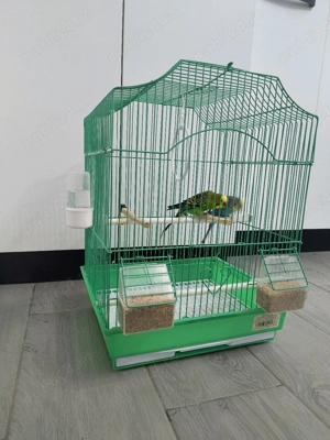 vând pereche peruși  - imagine 2