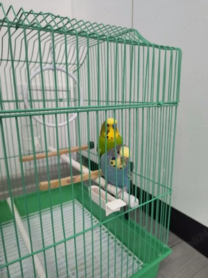 vând pereche peruși 