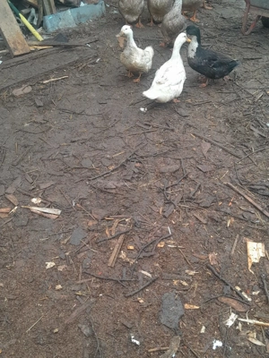 familie  rațe gălăgioase de rasă - imagine 2