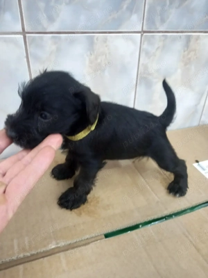 Shnauzer pitic negru  - imagine 3