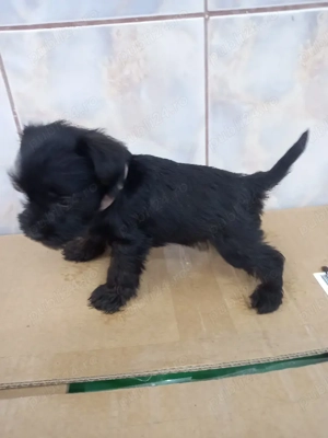 Shnauzer pitic negru  - imagine 4