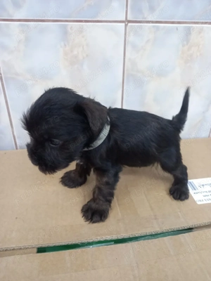 Shnauzer pitic negru  - imagine 2