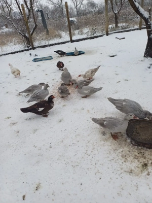 Rate mute si ratoi - imagine 3