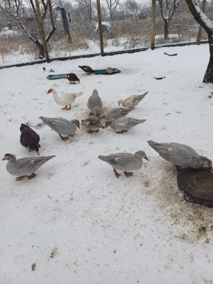 Rate mute si ratoi - imagine 2