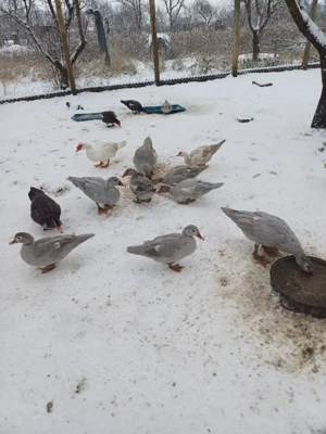 Rate mute si ratoi - imagine 4