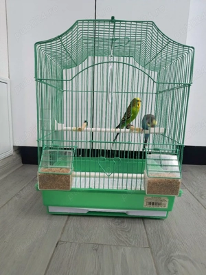 vând pereche peruși  - imagine 5