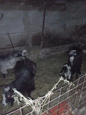 De vînzare  - imagine 2