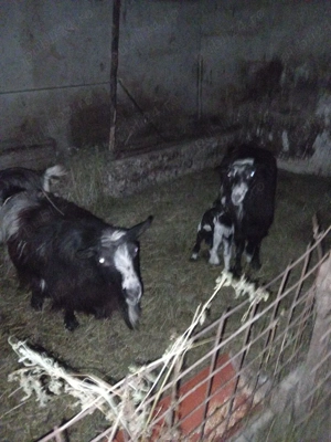 De vînzare  - imagine 3