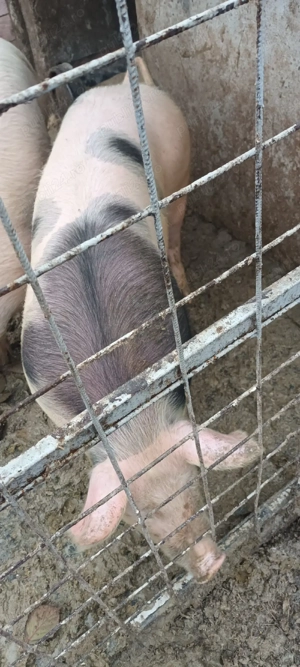 vand purcica - imagine 3