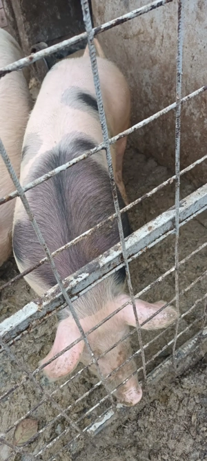 vand purcica - imagine 4