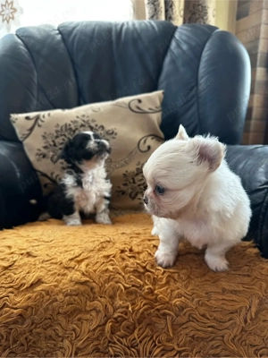 Catei shih-tzu  - imagine 3