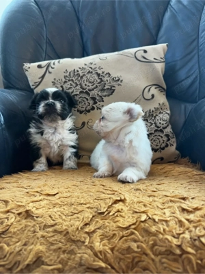 Catei shih-tzu  - imagine 2