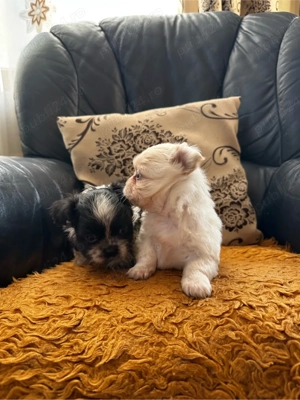 Catei shih-tzu  - imagine 4