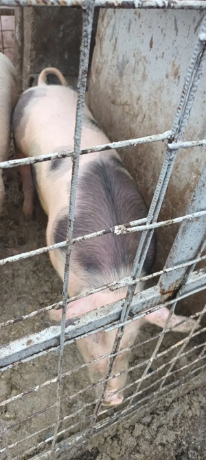 vand purcica - imagine 2