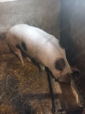 vand porc  - imagine 2