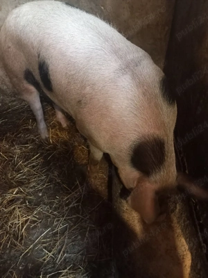 vand porc  - imagine 4