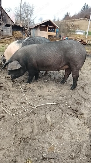 vand grasuni frumosi - imagine 2